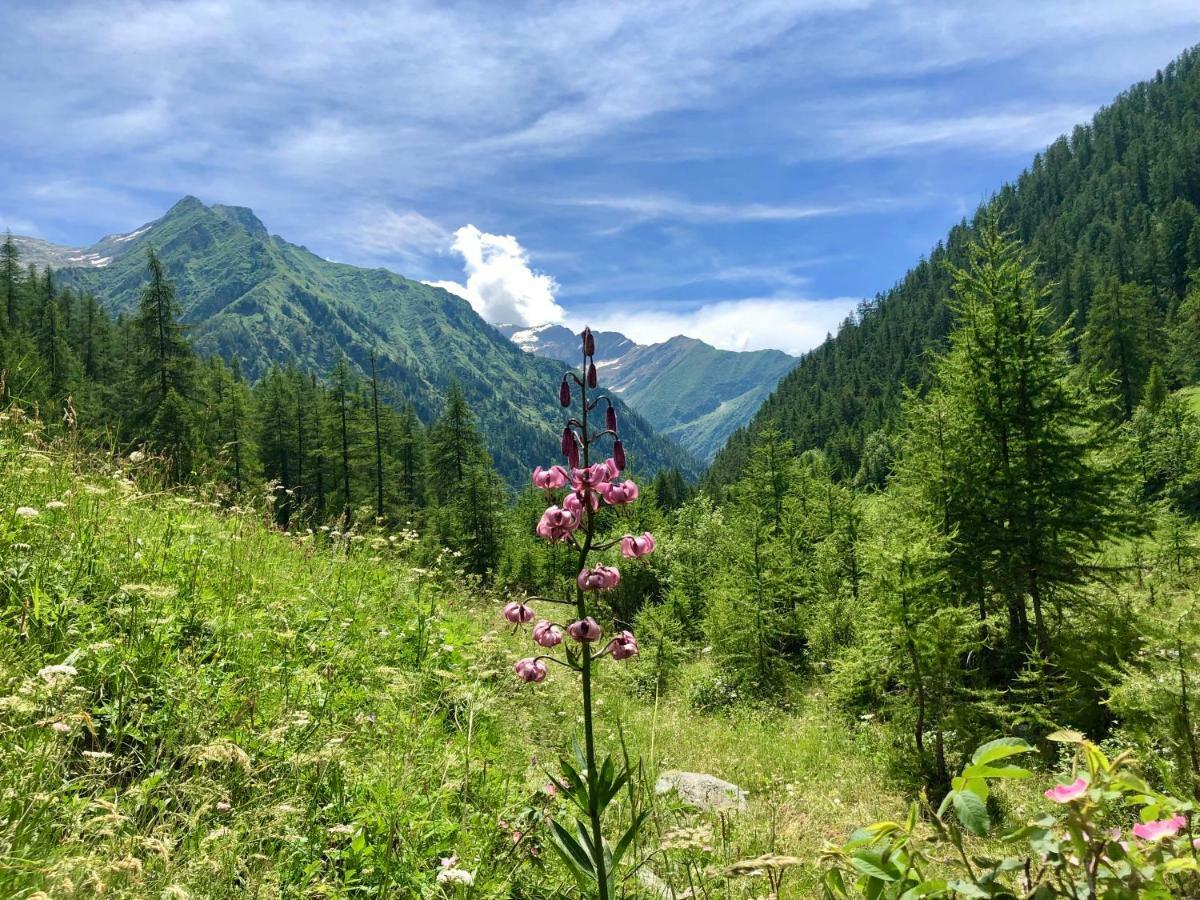Chalet Rosa Dei Monti Piamprato Dış mekan fotoğraf